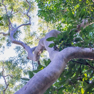 Walk the Whitsundays