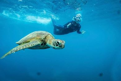 turtle2 turtle2