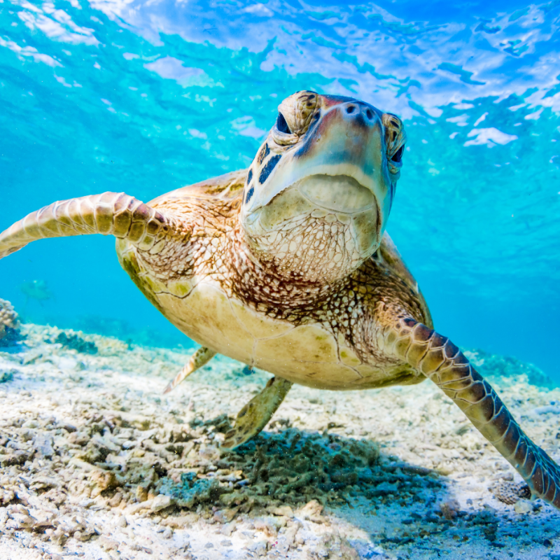 a turtle swimming under water