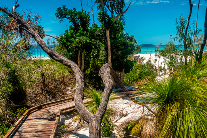 a group of palm trees next to a tree