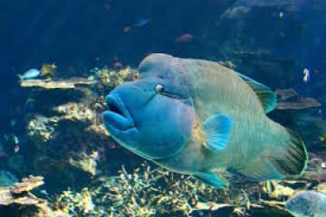 Large blue fish swimming in clear water with coral in the background.