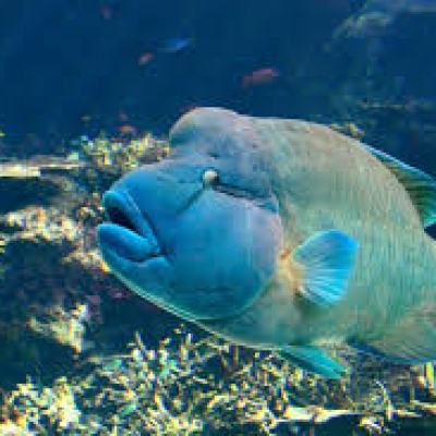 Large blue fish swimming in clear water with coral in the background.