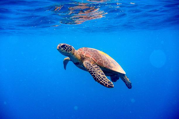 Sea turtle swimming under clear blue water near the surface.