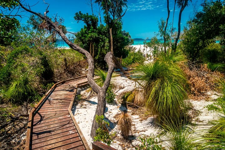 Wooden boardwalk through lush greenery leading to a sandy beach under a clear blue sky.