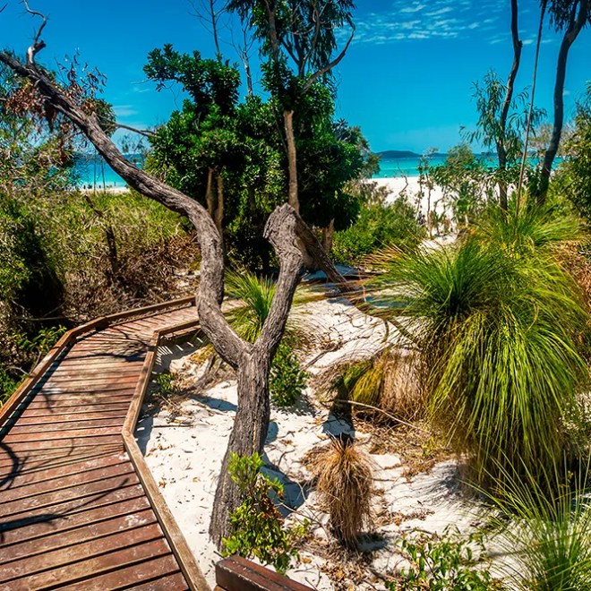 Wooden boardwalk through lush greenery leading to a sandy beach under a clear blue sky.